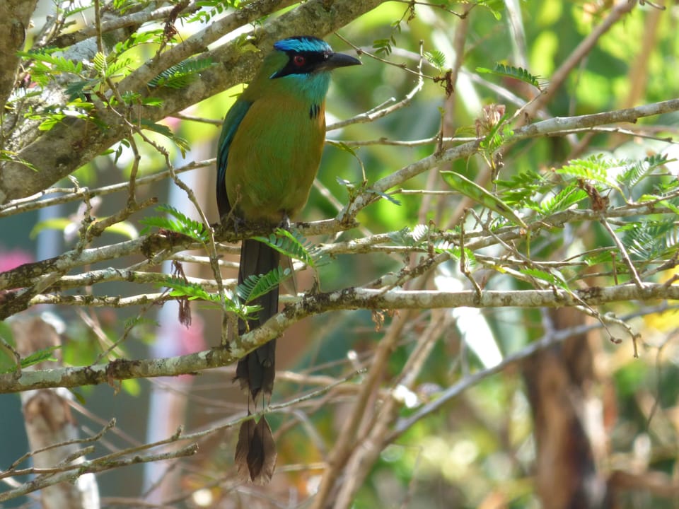 Blue Crowned Motmot