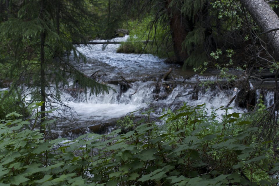 River in the woods near the condo. Great hiking right from your front door.