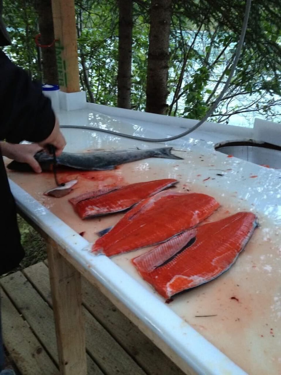 Fish Cleaning Station in Action.