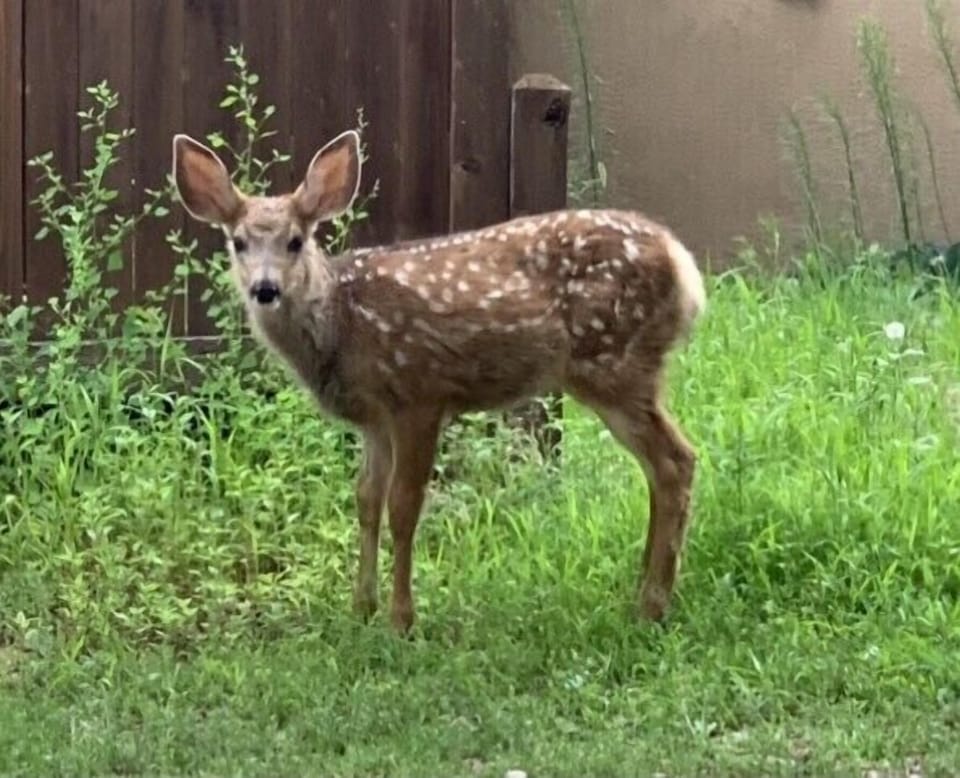 CAN I COME IN?