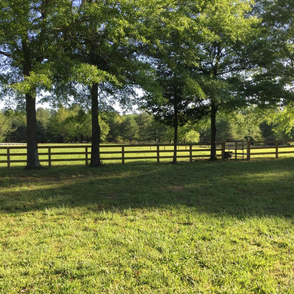 Looking out the backyard