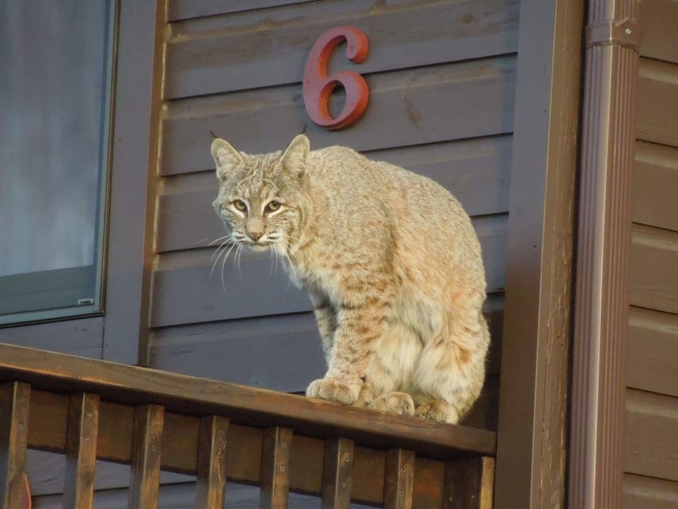 Bobcat on a neighbor's porch