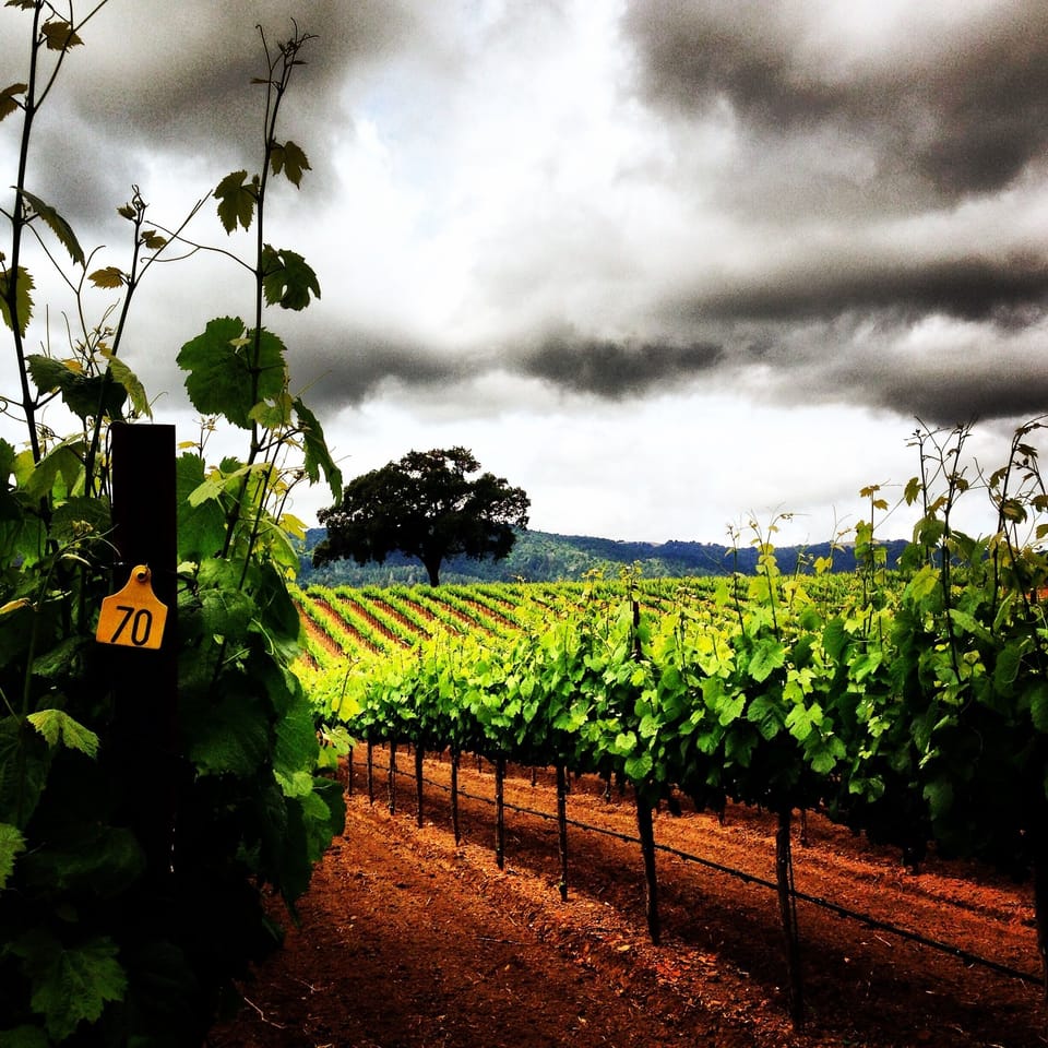 BR Cohn Winery on Highway 12