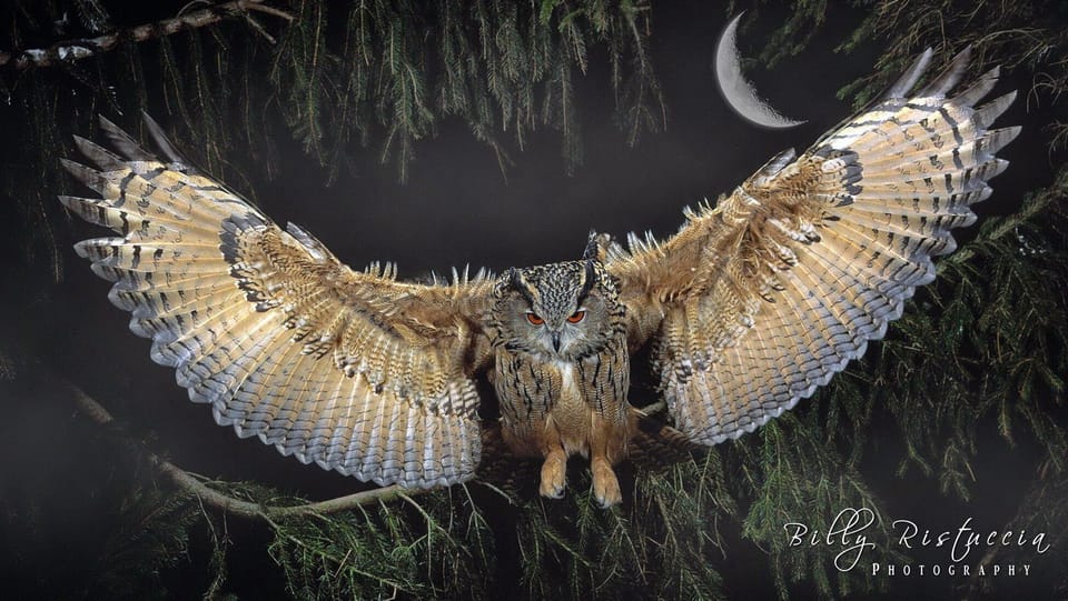 Rare Owl sighting