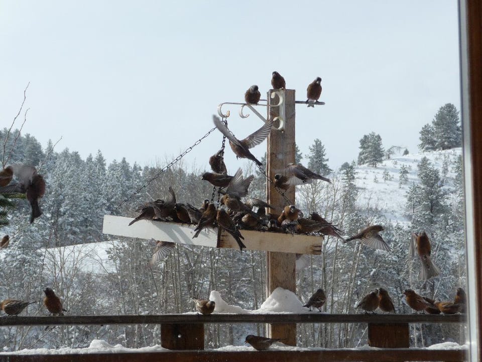 Grey-crowned Rosy Finches at Feeders