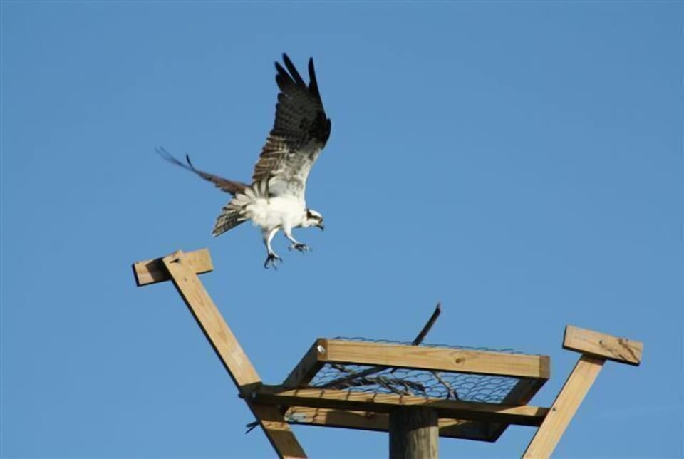 We attract a lot of bird lovers on our property.  We have our own osprey nest!