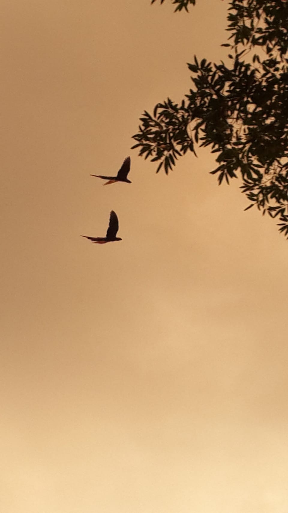 Macaws flying over the villa