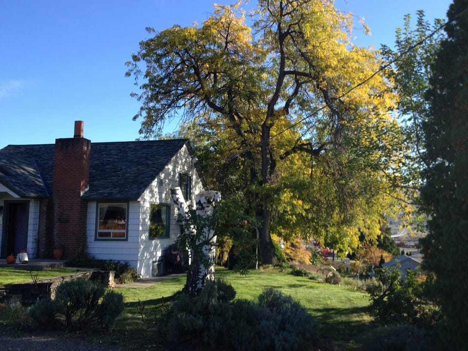Our side yard