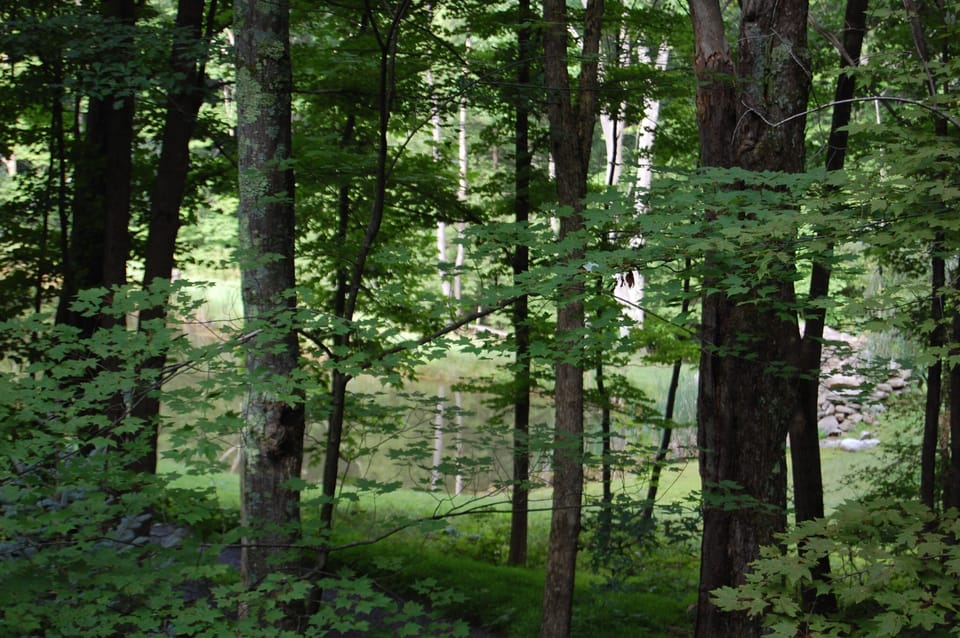 Summer scene from back porch and back of house