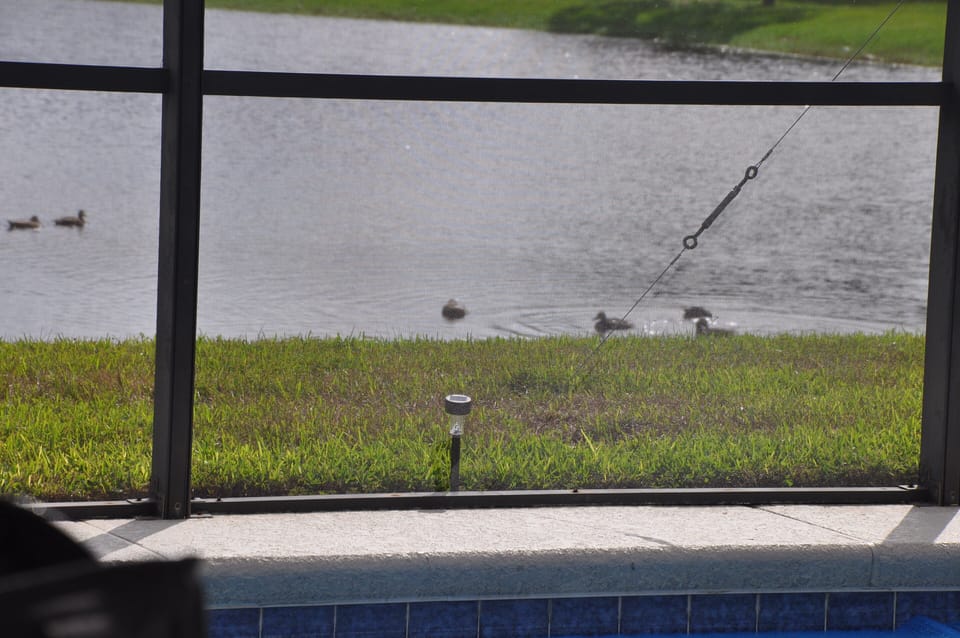 Ducks in the Lake