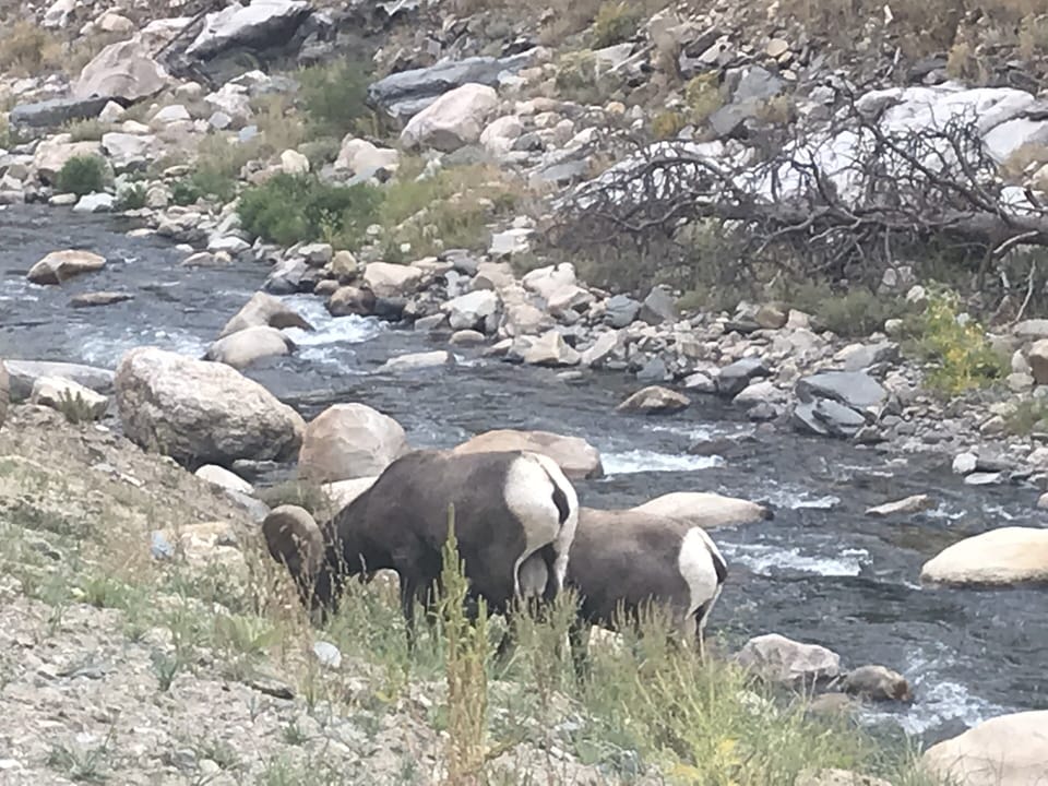 Big Horn sheep just down the road