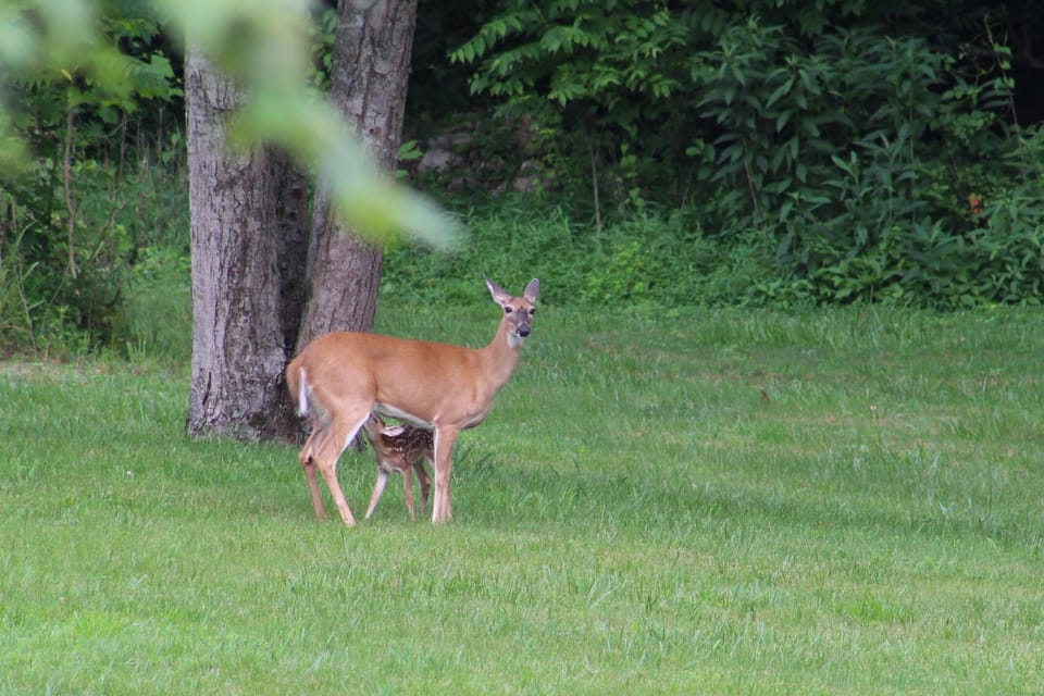 If you watch closely, you may spot wildlife right in the yard!
