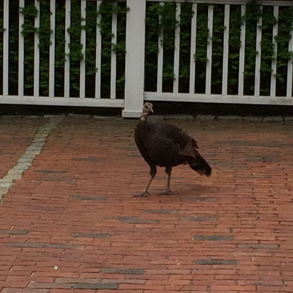 meet the neighbors - a Thanksgiving volunteer!