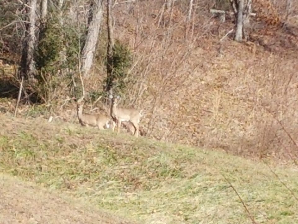 Deer on property, just below the woods