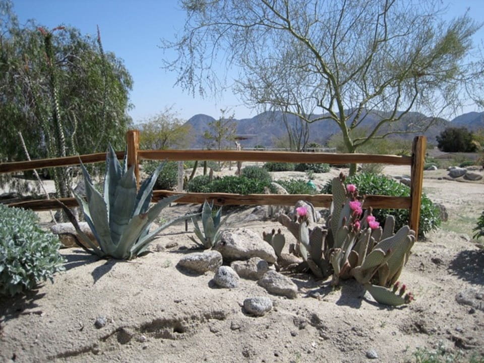 Native desert landscaping attracts a multitude of birds