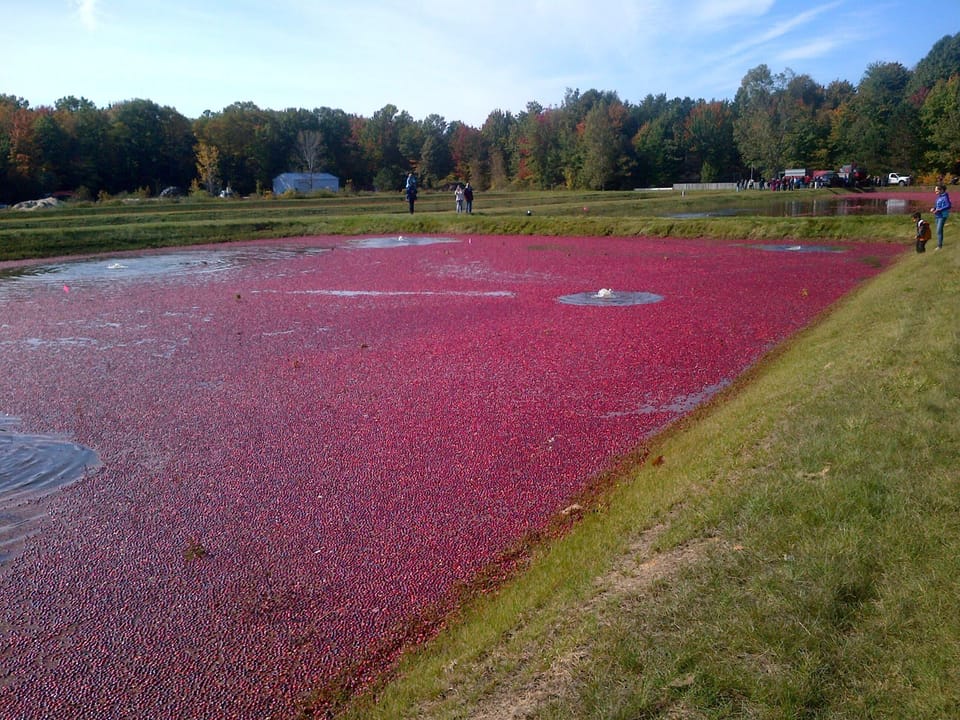 Cranberry and Blueberry farm just a couple of miles from house