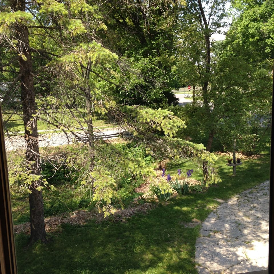 view from kitchen