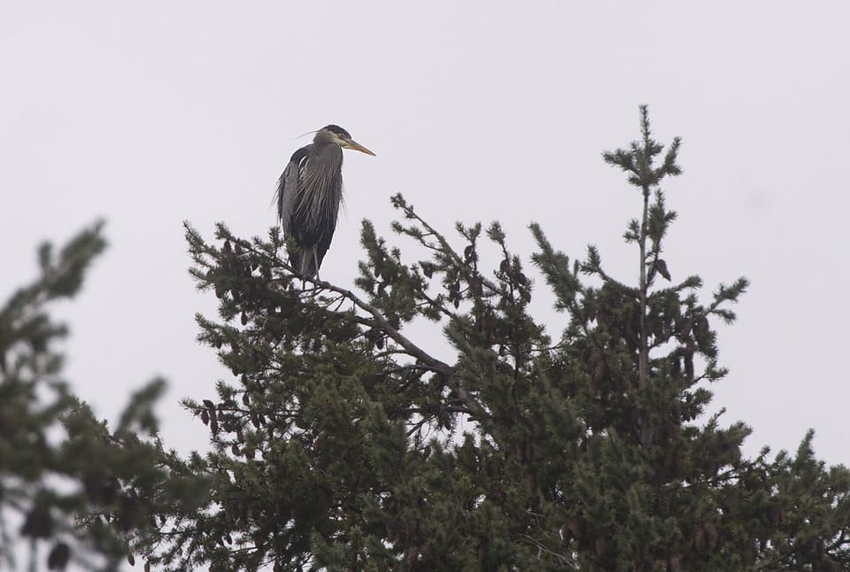 Heron looks out from a tree on the property.