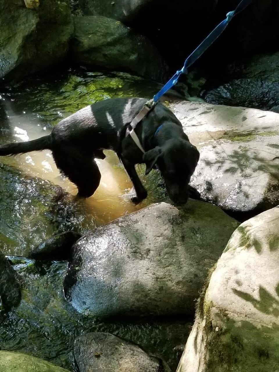 Goose on Yellow Creek hike