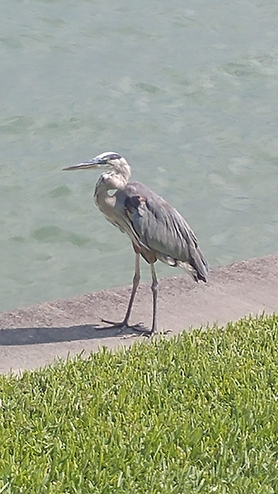 Blue Heron