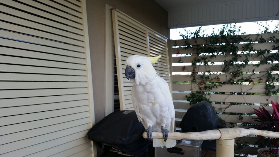 Come meet Derondo Lucy - she lives on our street !
