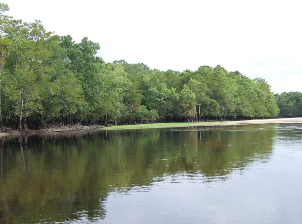 Grass in the river.  Low water is good kayaking