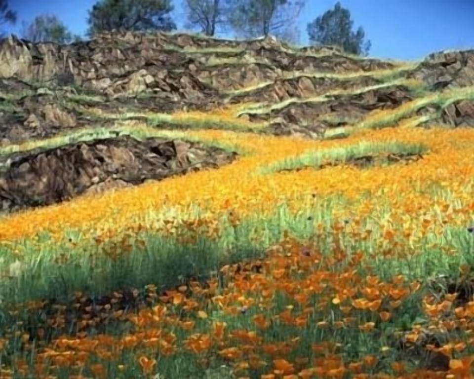 Howard Weamer.      Poppies,  Merced River Canyon. Down the road along the river