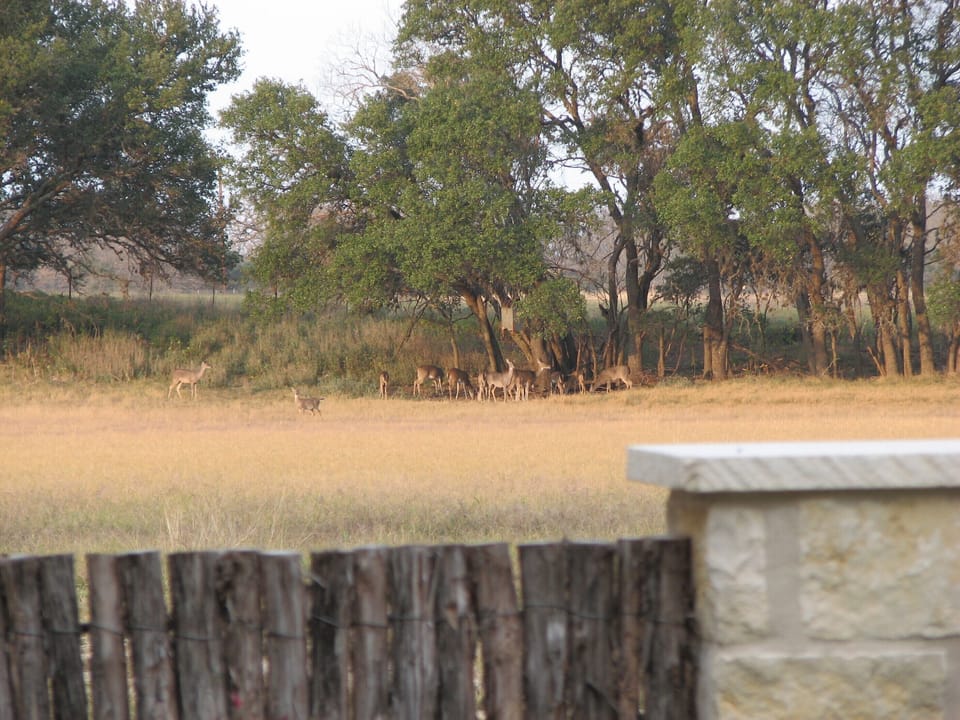 Deer feeder view from yard.
