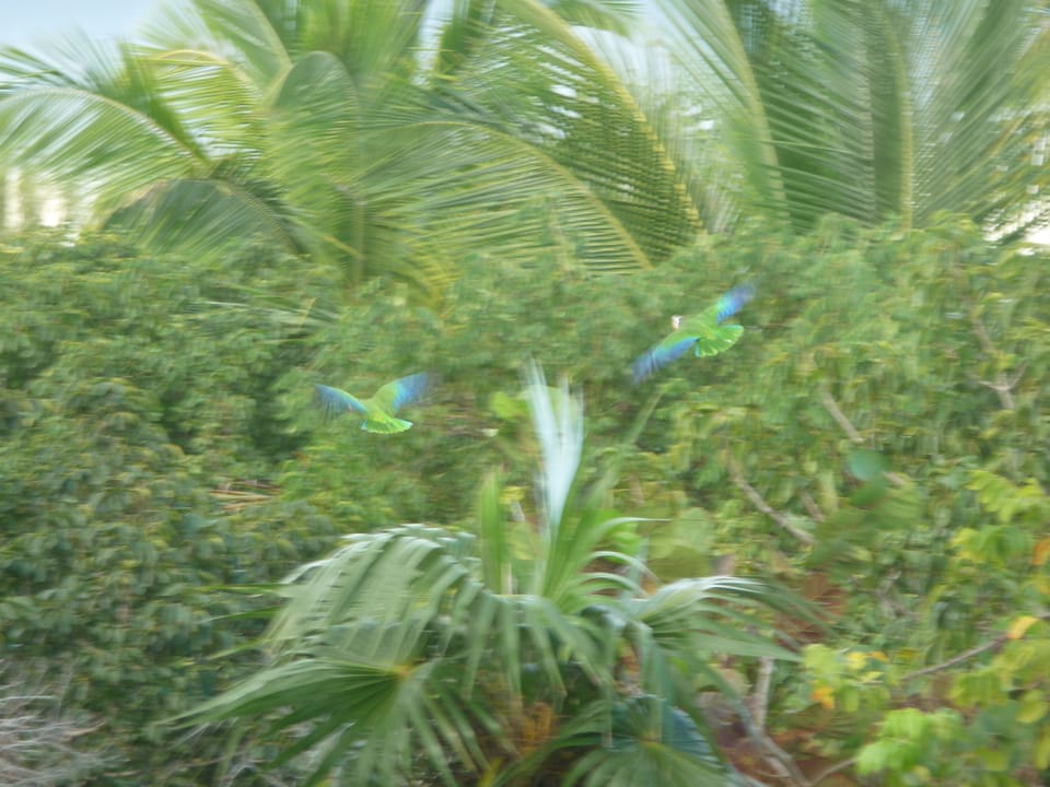 Abaco parrots in flight
