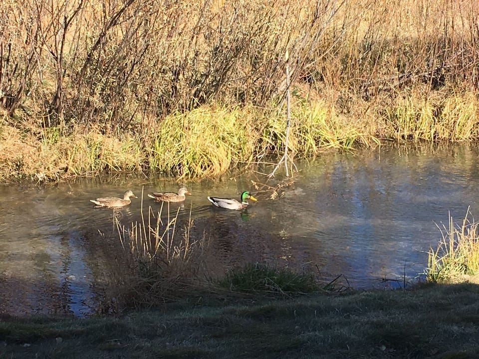 Ducks in Fish Creek by the house 