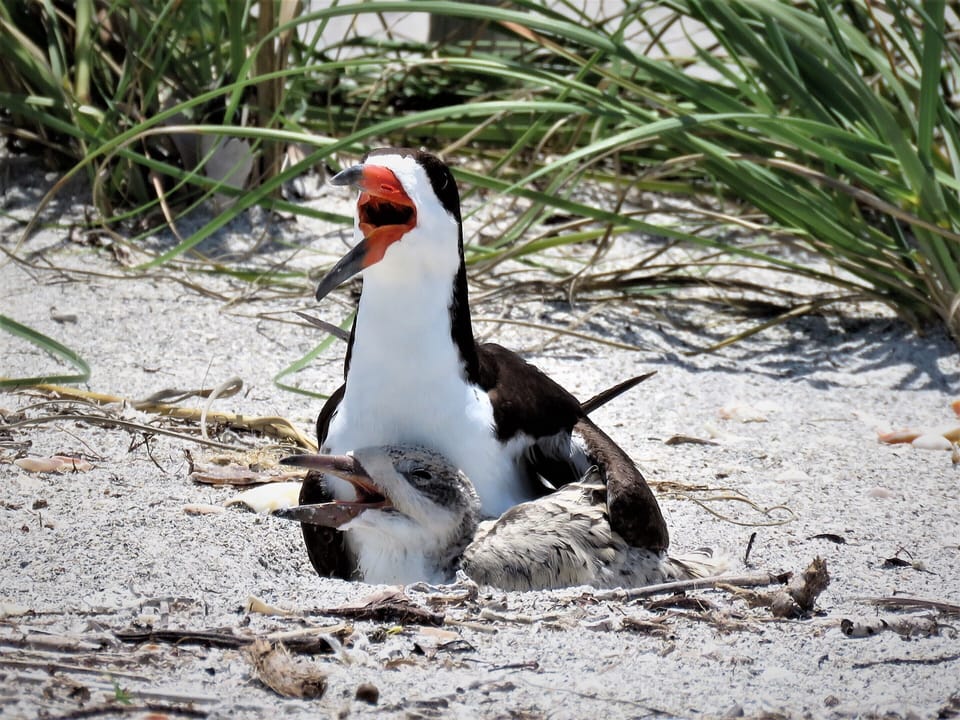 Baby Black Skimmers on the beach