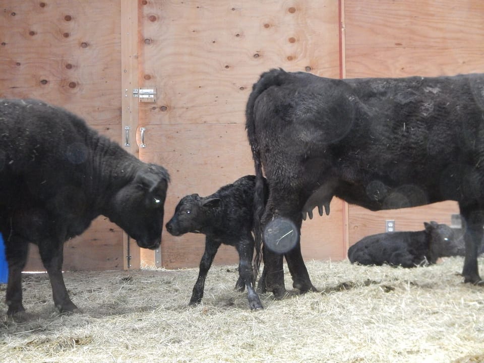 Babies born at Kickin' Aspen