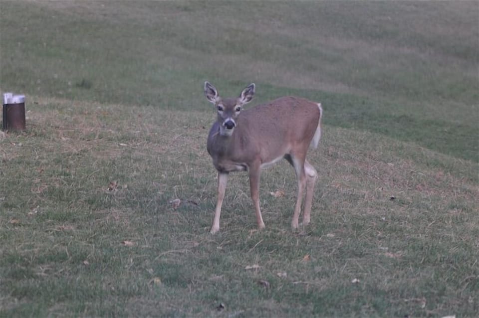 Watch for wildlife.  They are the official greeters for our guests!