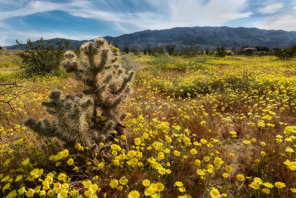 Not to mention the spring time "Super Blooms" within minutes of the home
