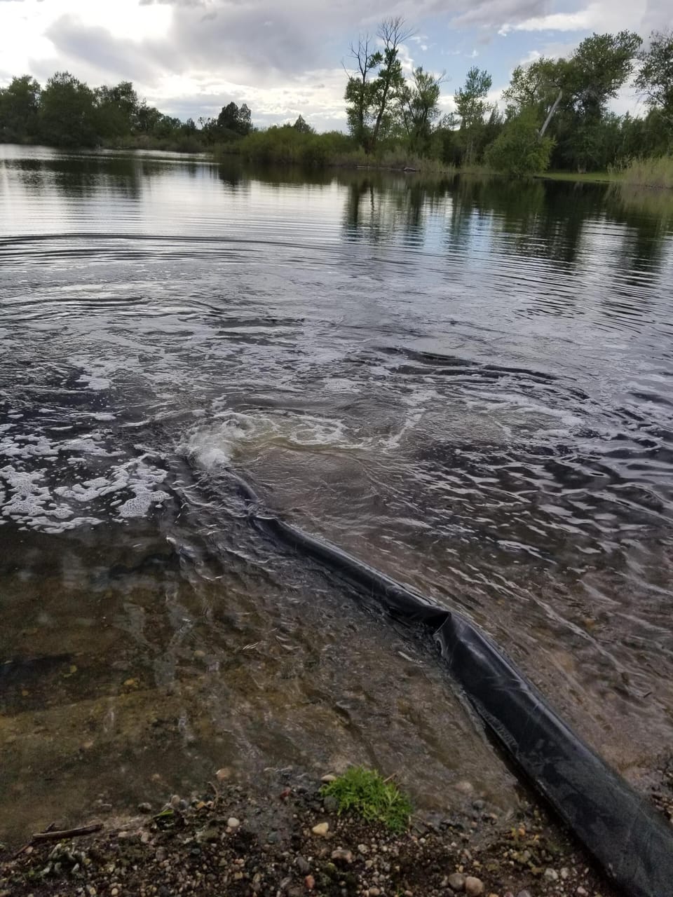 Fish being stocked May 2018
