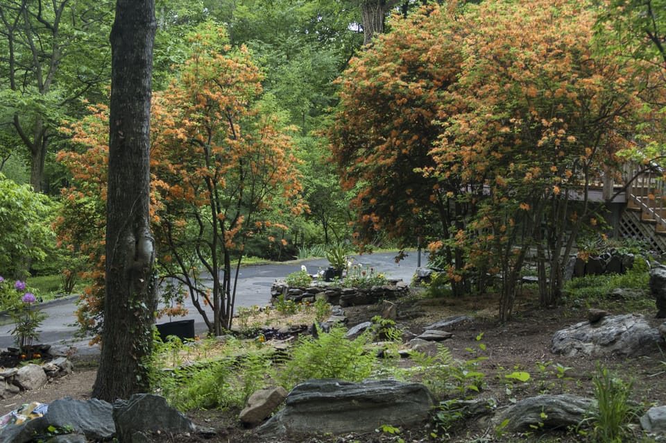 Flaming Azaleas!