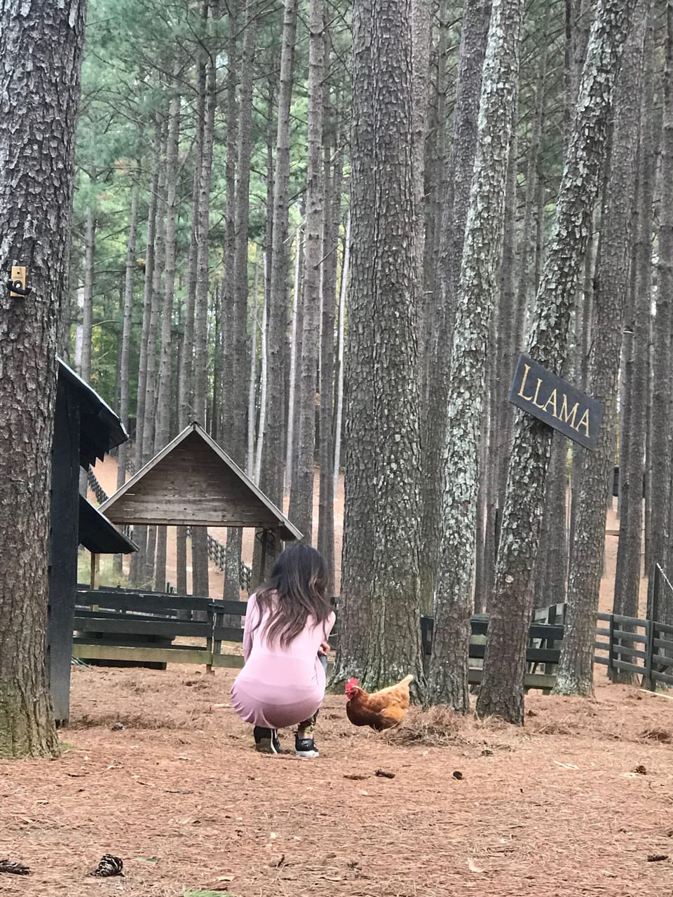 Animal farm