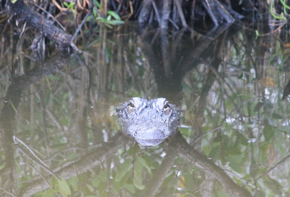 Gator hanging out on the Black Point Wildlife drive