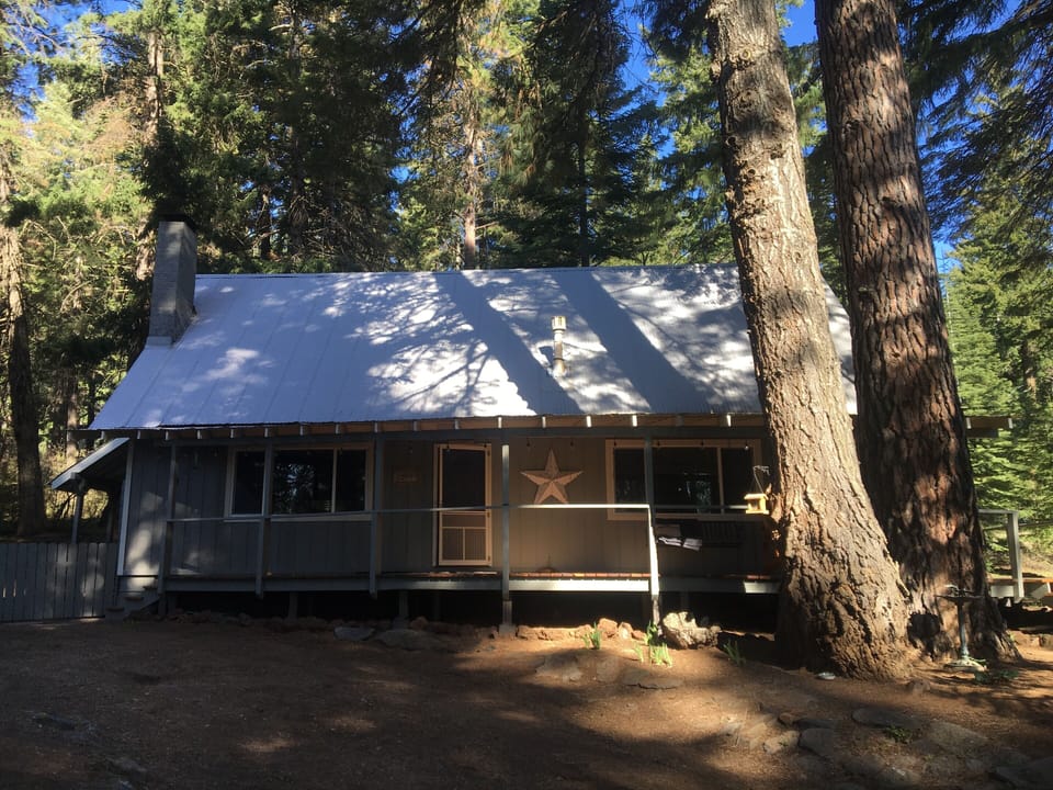 A giant Ponderosa and Doug fir 