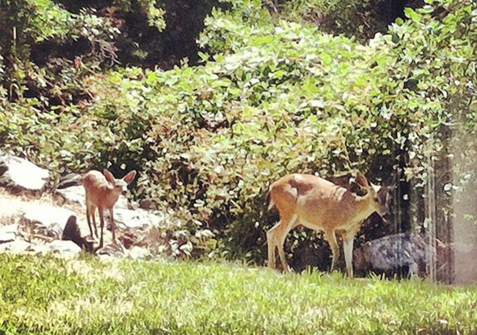 You won't see neighbors at the Creek House, but you might still have visitors.