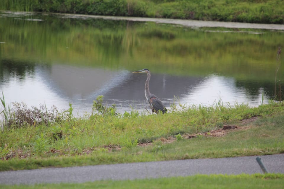 Wildlife on the pond