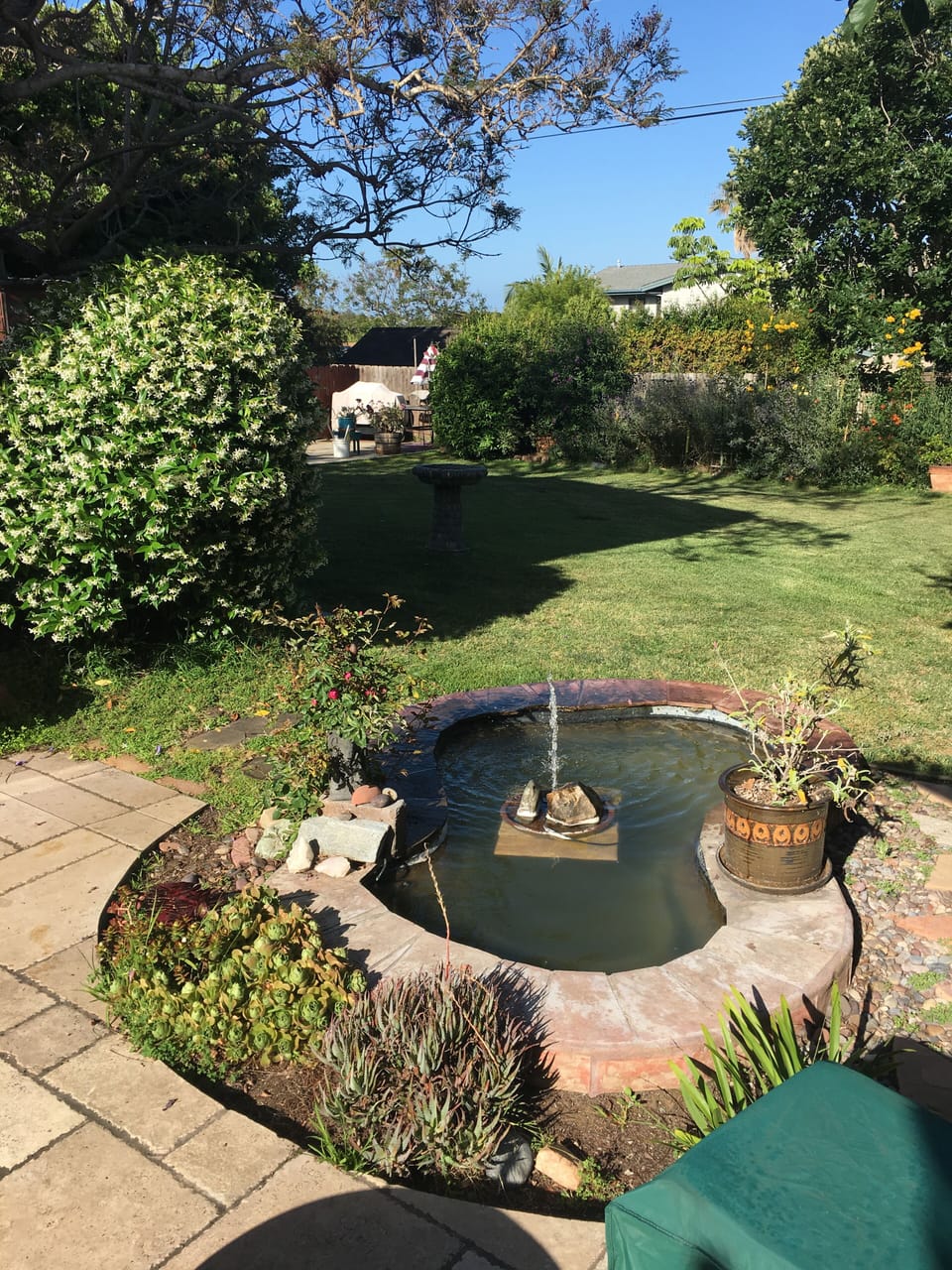 our little pond
