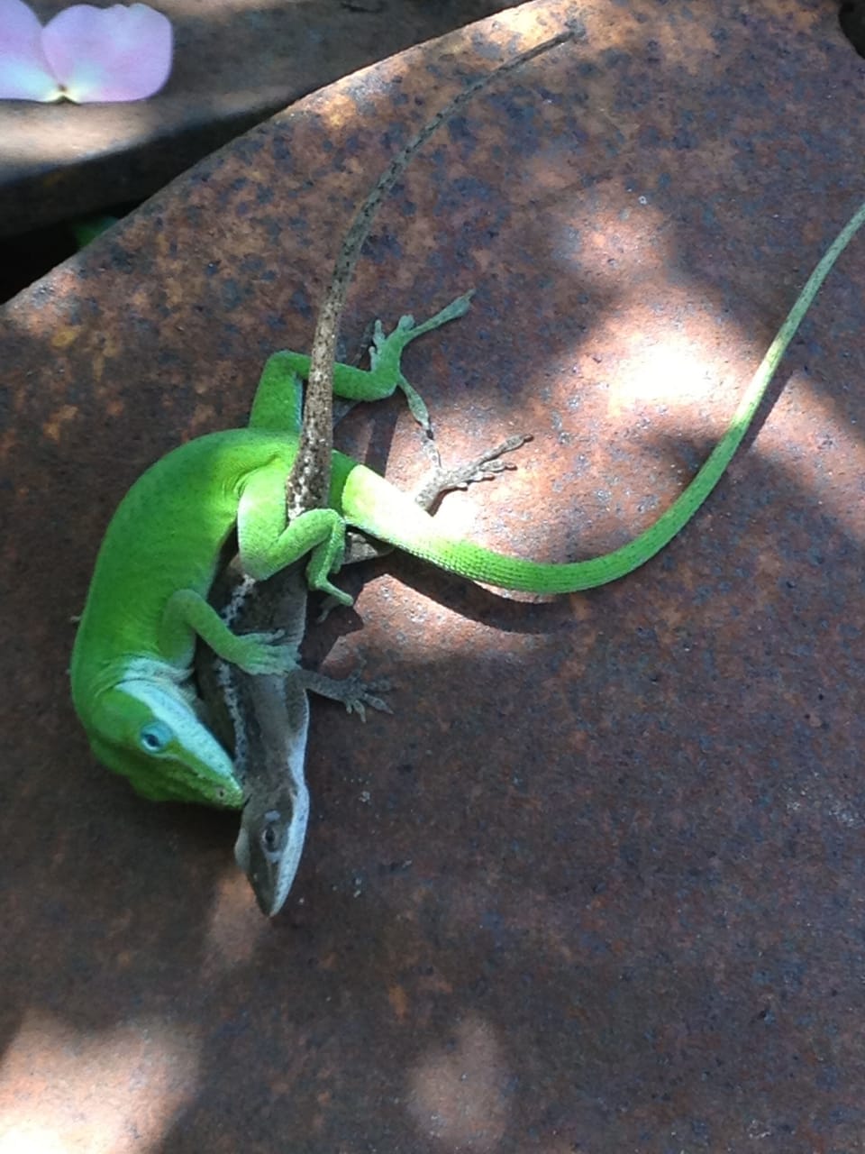 backyard shenanigans
