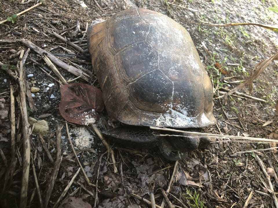 Turtles on property