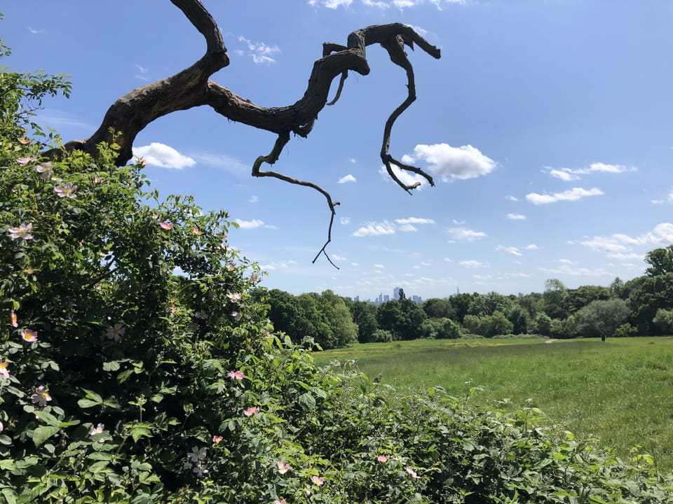Hampstead Heath. The country side with central London on its doorstep...