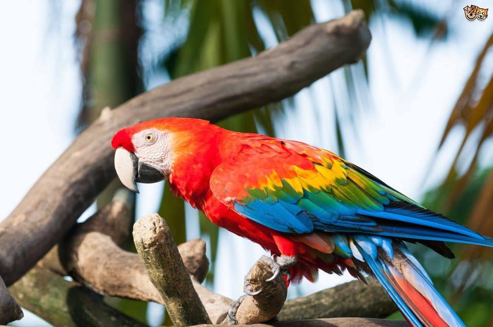 Scarlet Macaws travel in Pairs 