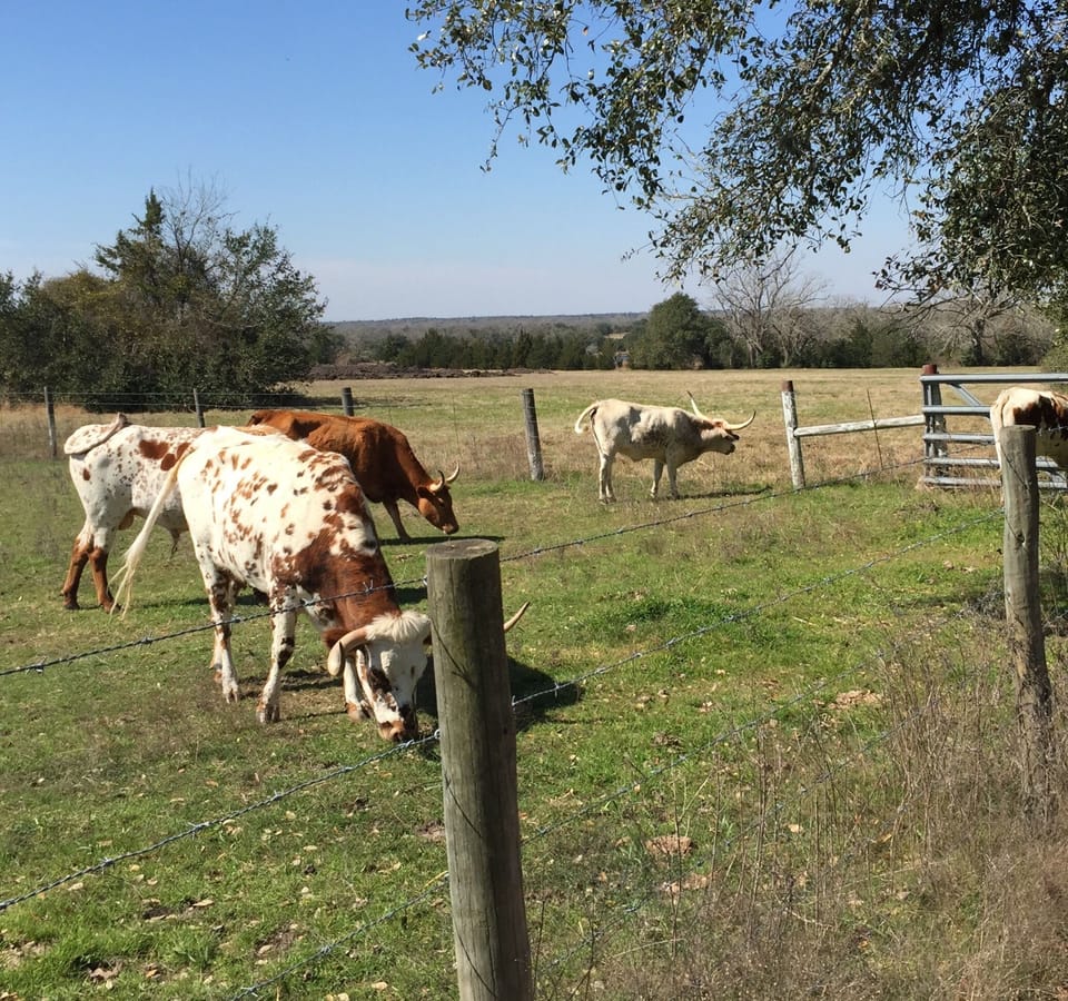friendly neighbors to the south