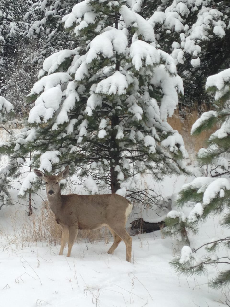 Be on the look out for deer, elk, turkeys, and wake up to the birds singing