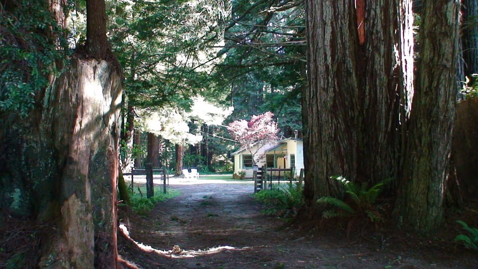 Redwood lined lane to Amy's Cottage