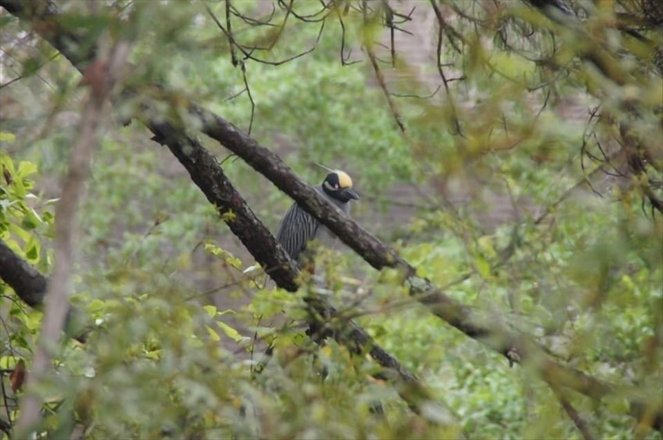 Yellow Crown Night Heron, as seen from the deck